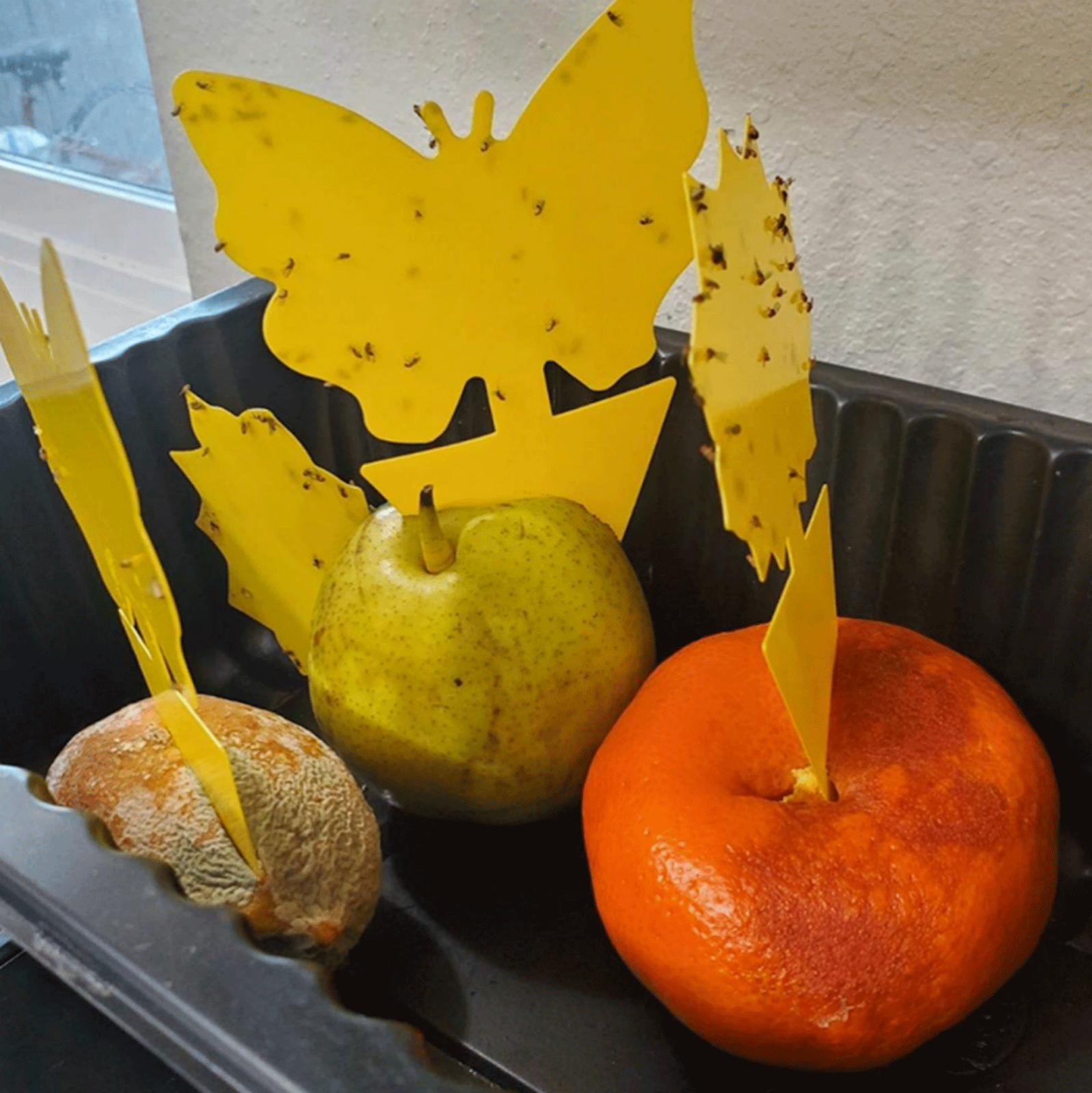 10-100Pcs Sticky Fruit Fly Traps, Fungus Gnat Killer Trap use Indoor Outdoor