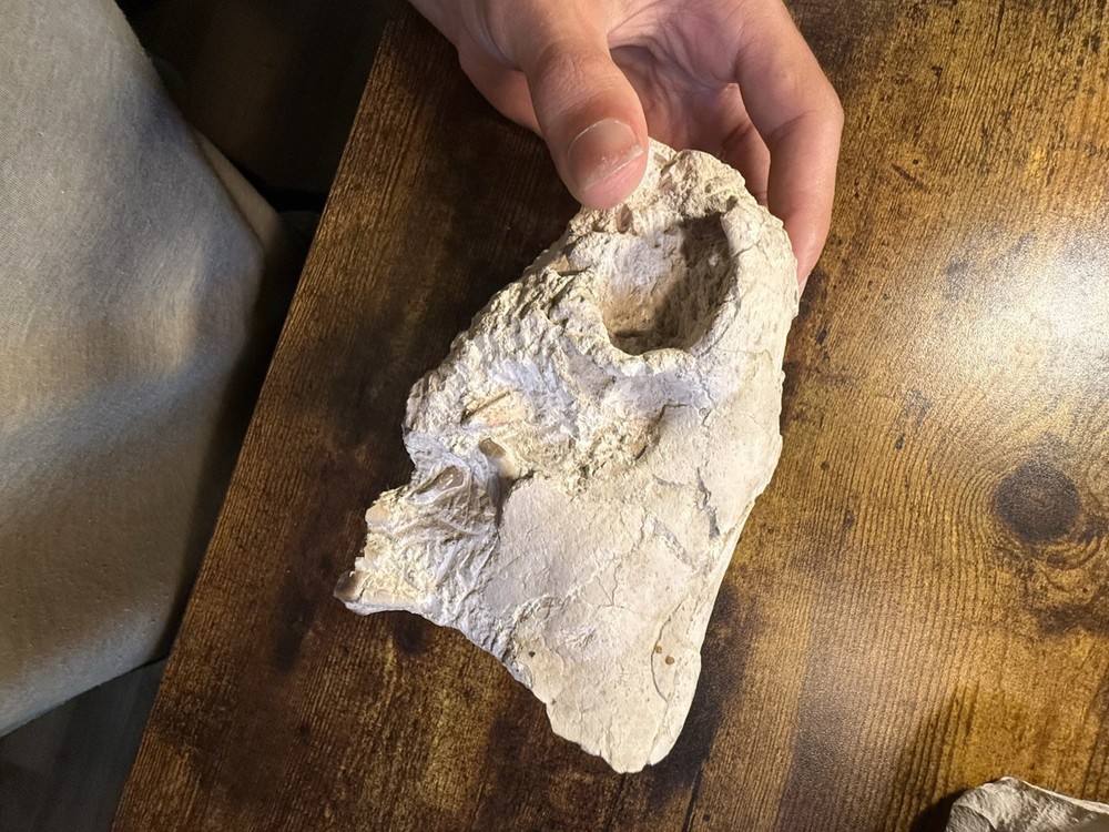 Oreodont Skull! White River Formation