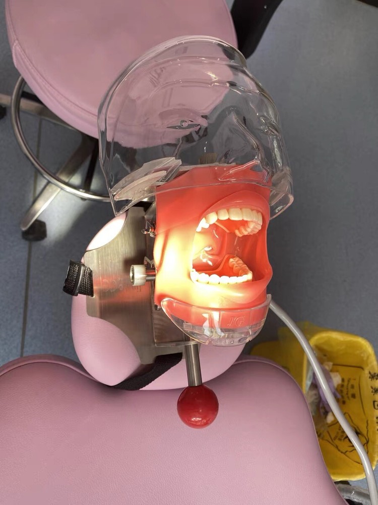 Dental Phantom Head Model Manikin Simulator Training Model 28pcs Removable Teeth