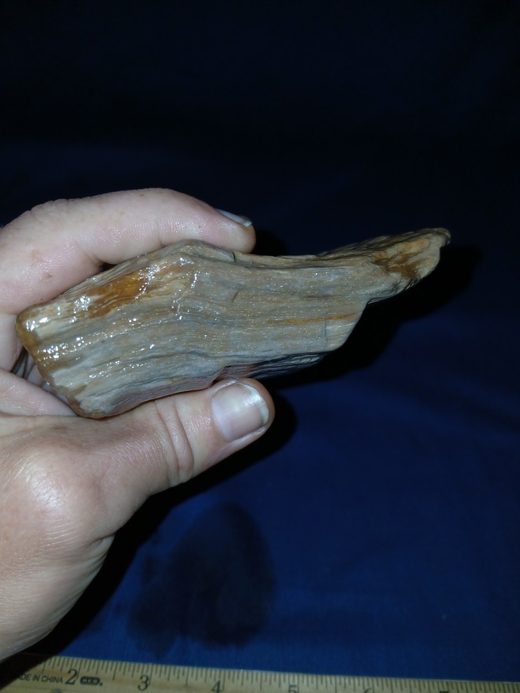 14 oz Texas Petrified Wood