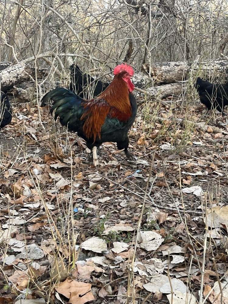 12 Olive And Dark Chocolate Egger Hatching Eggs