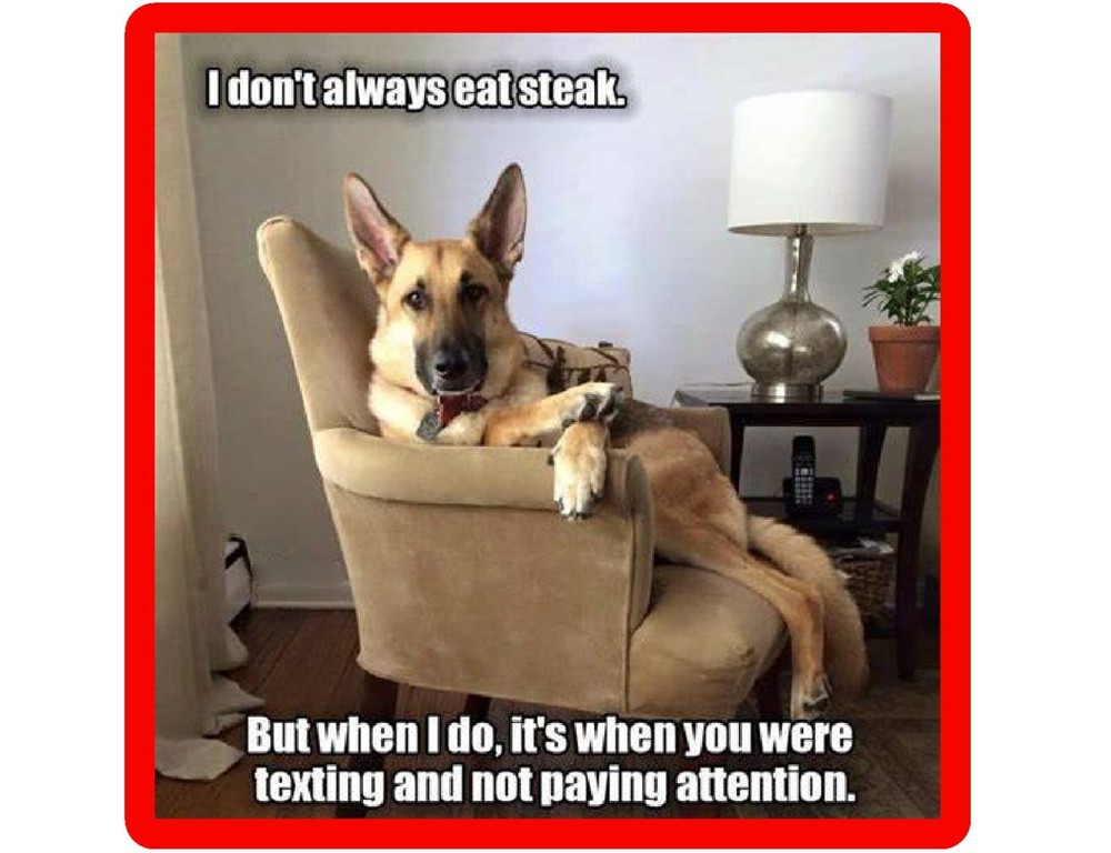 Funny Dog German Shepherd Eats Steak Refrigerator / Tool Box  Magnet