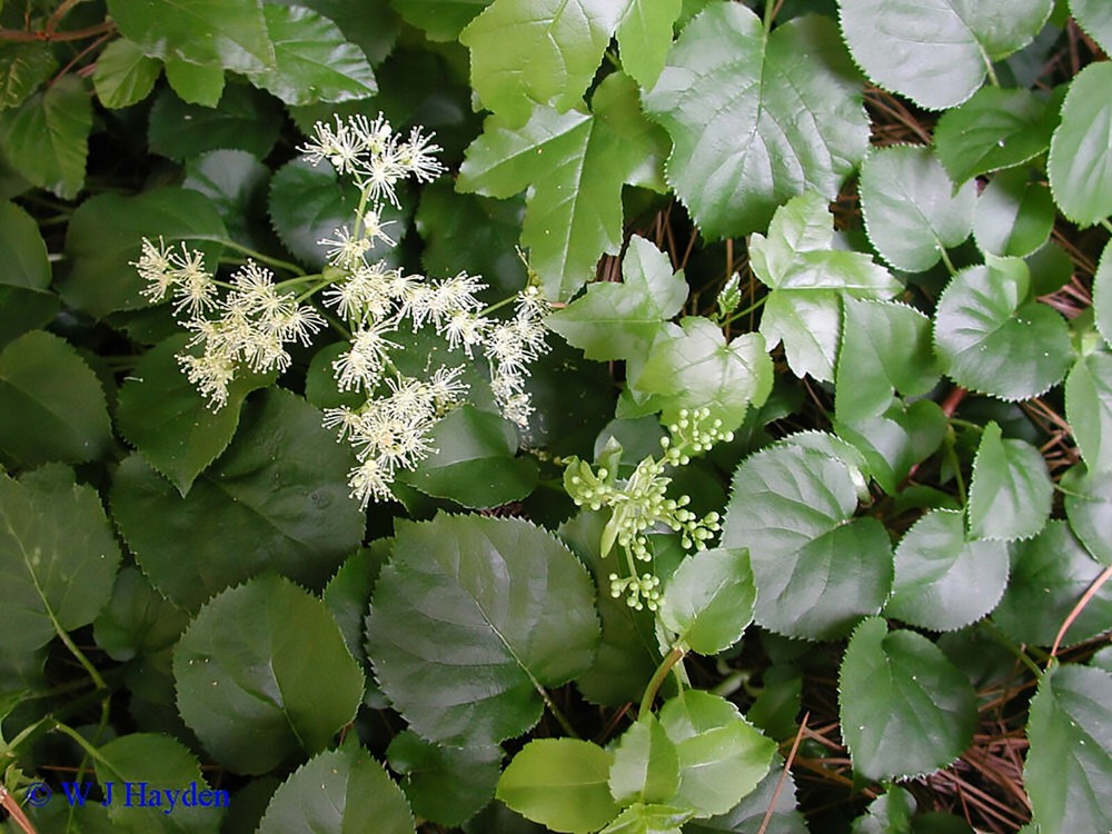 Climbing Hydrangea, Hydrangea anomala petiolaris, Vine Seeds