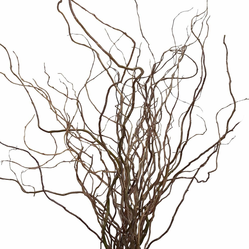 10 Corkscrew Willow Tree Cuttings Leaves and Branches Curl Very Distinctly