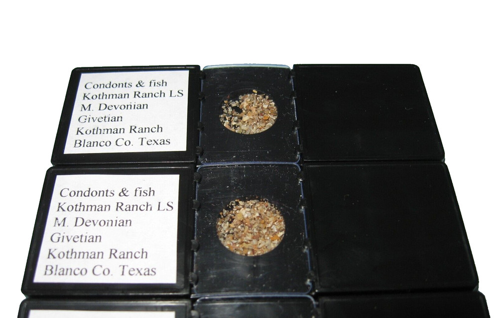 Devonian Kothman Ranch Limestone Conodont shark fish microfossil matrix slide x1