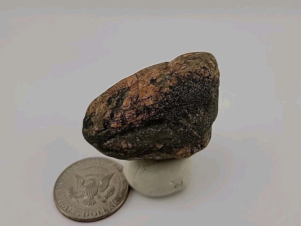 Real Permineralized Bird Egg Fossil