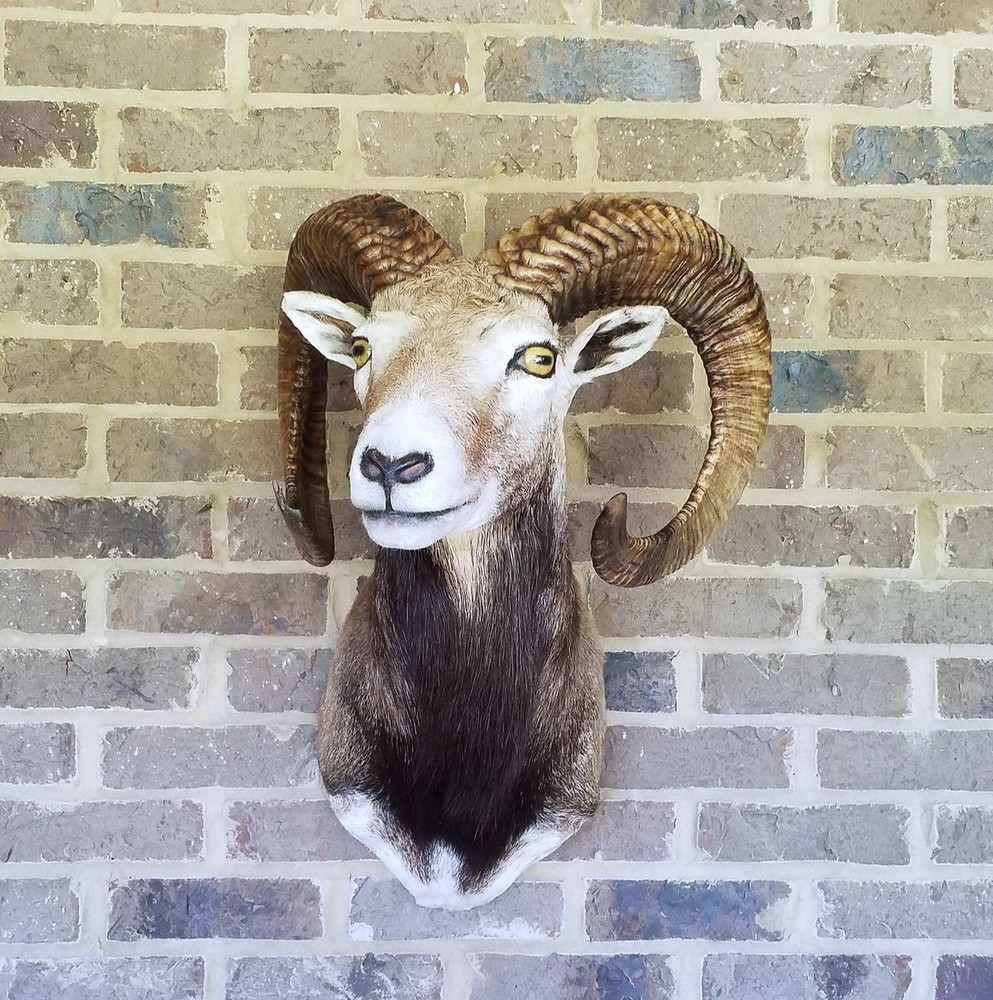 Mouflon Ram mount - 27 inch horns