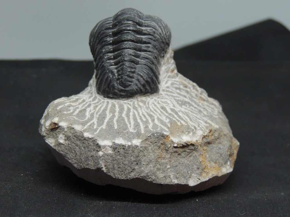 Devonian Phacops Fossil Trilobite 2 1/4" wide (t-4)