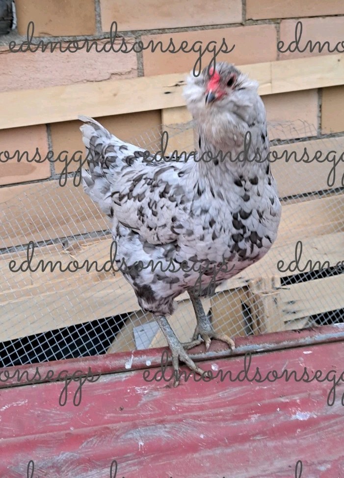 12 Colorful Hatching EGGS.multi Gen Olive EGGER Easter Egger Free Ranging Mix