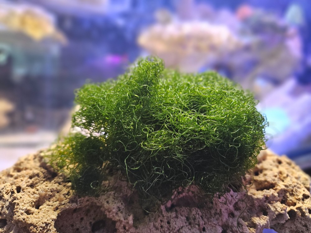 2 Cup Chaetomorpha Macro Algae Super Chaeto FEDEX 2 Days ! 1.25 oz