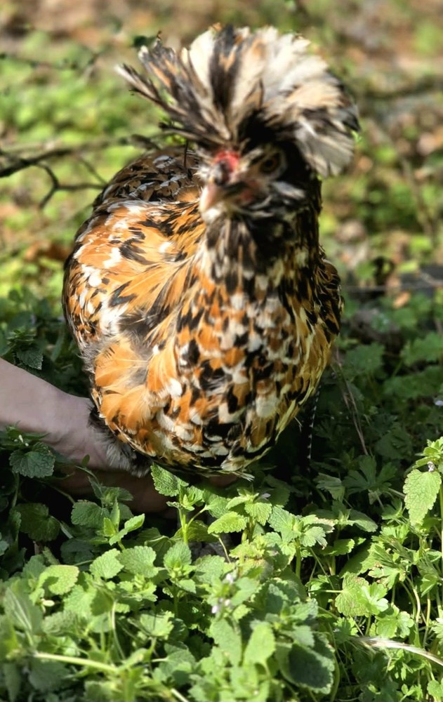6+ Polish hatching eggs! CandyCorn, Tolbunt, Frizzle
