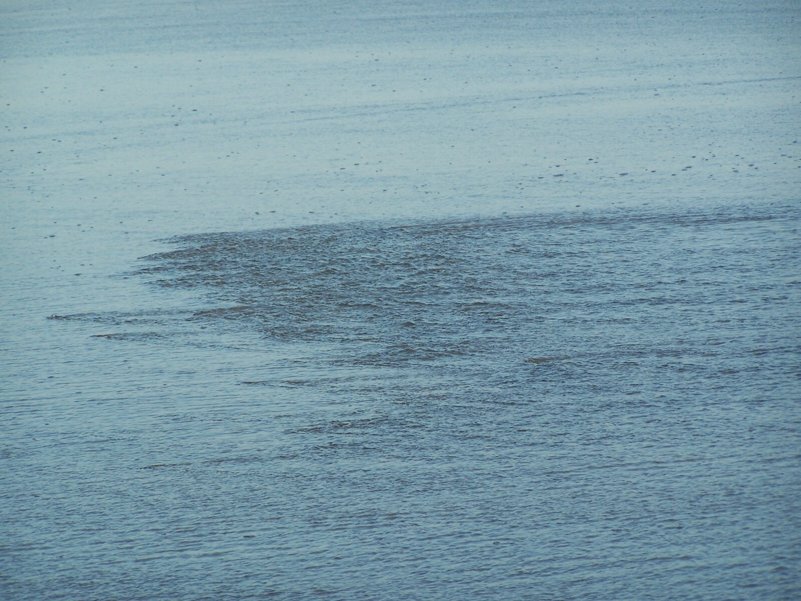 Sand Crab and Flea Catcher (Mini)