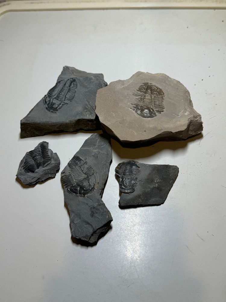 FIVE ASAPHICUS PARTIALS ON MATRIX