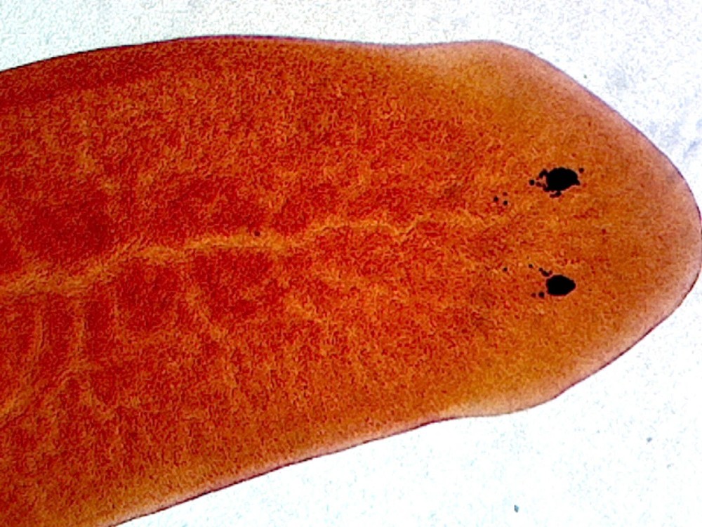 Planaria, General Structures; Whole-mount