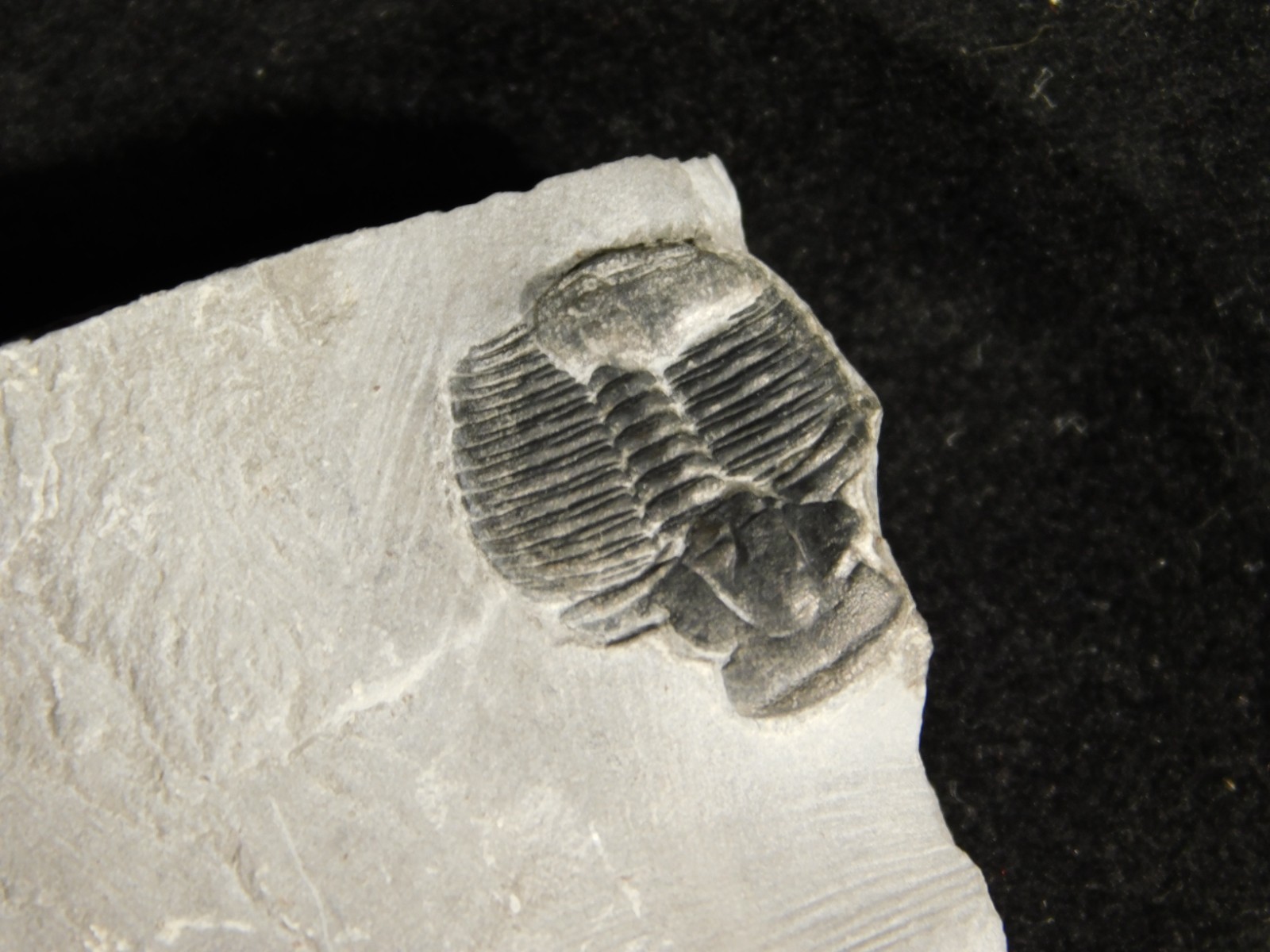 BIG Lot of TEN! 100% Natural Elrathia TRILOBITE Fossils in Matrix Utah 379gr