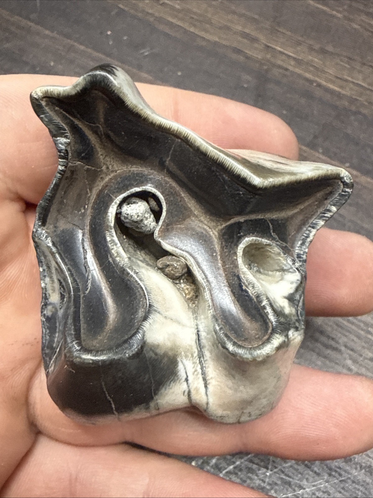 MASSIVE Wooly Rhinoceros Tooth Pleistocene  Ice Age  Permafrost