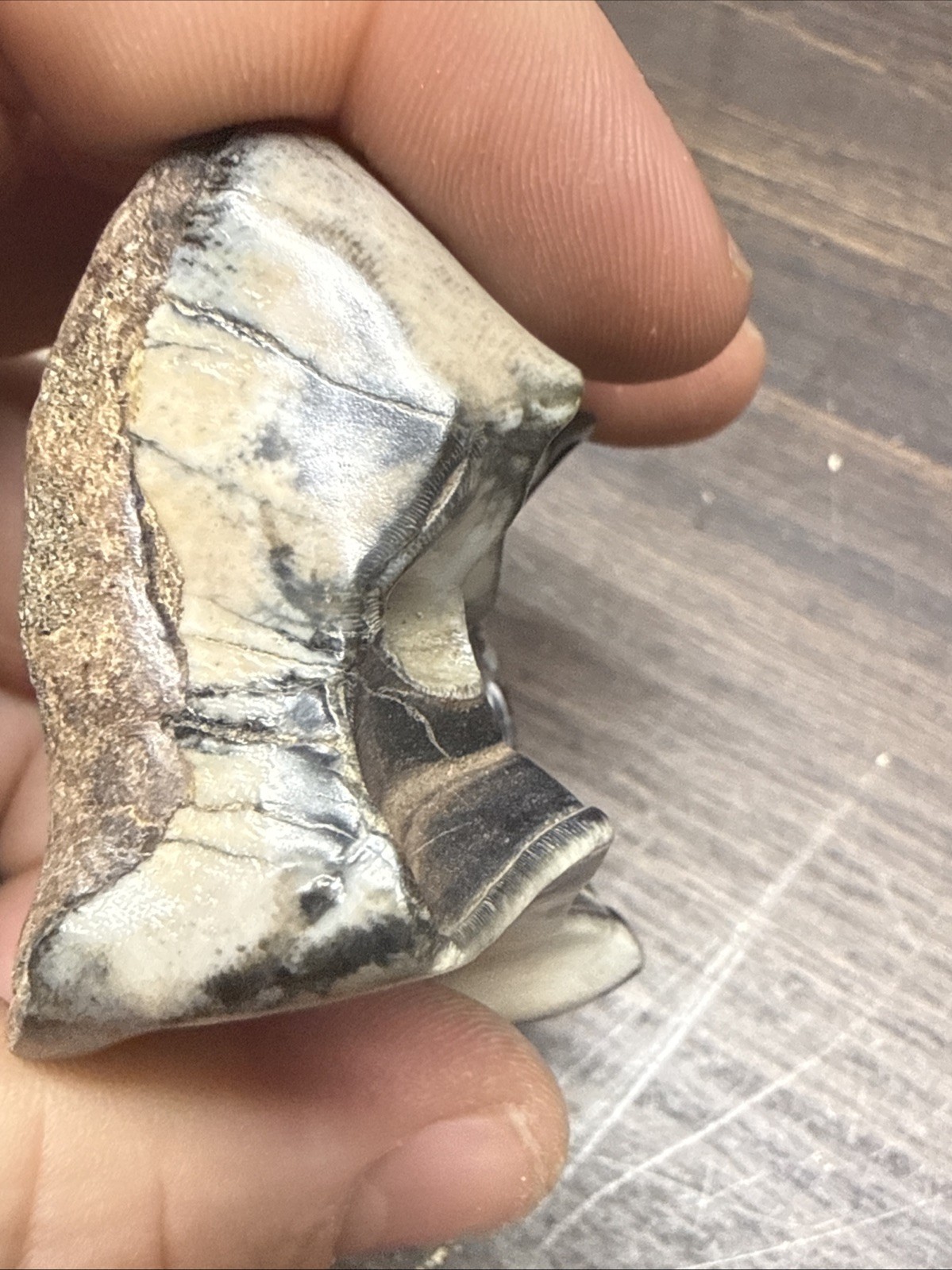 MASSIVE Wooly Rhinoceros Tooth Pleistocene Ice Age Permafrost