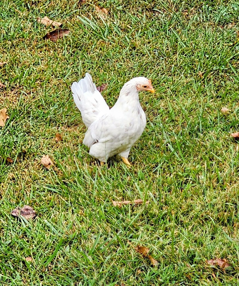 Kikiriki/Serama Mixed Hatching Eggs 12++