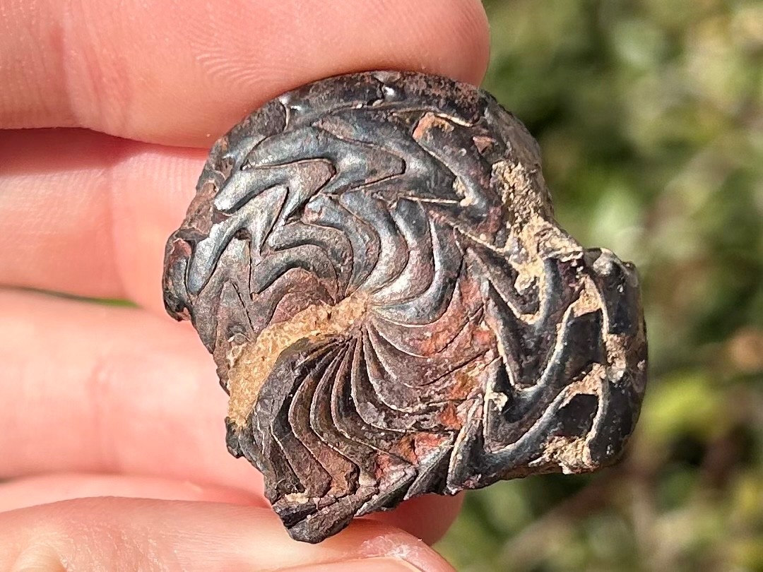 Discoclymenia cucullata Fossil Goniatite Morocco Ammonite Devonian Age