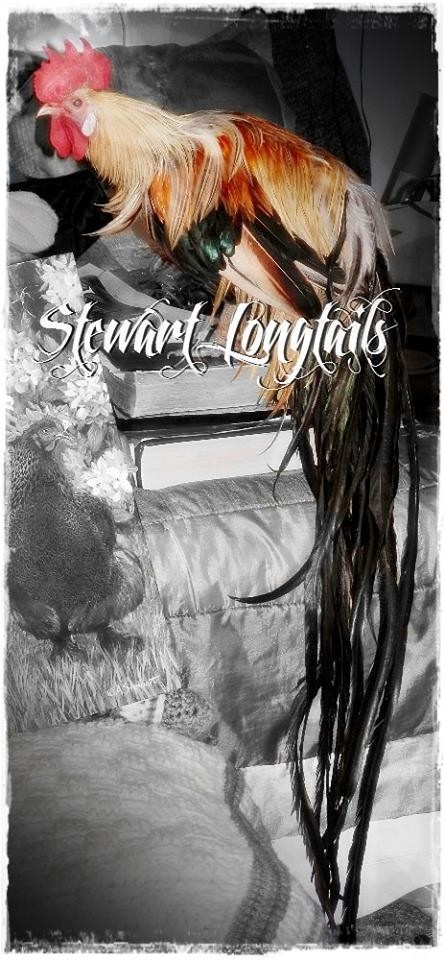 6+ Golden Phoenix longtail Chicken hatching eggs SHOW QUALITY