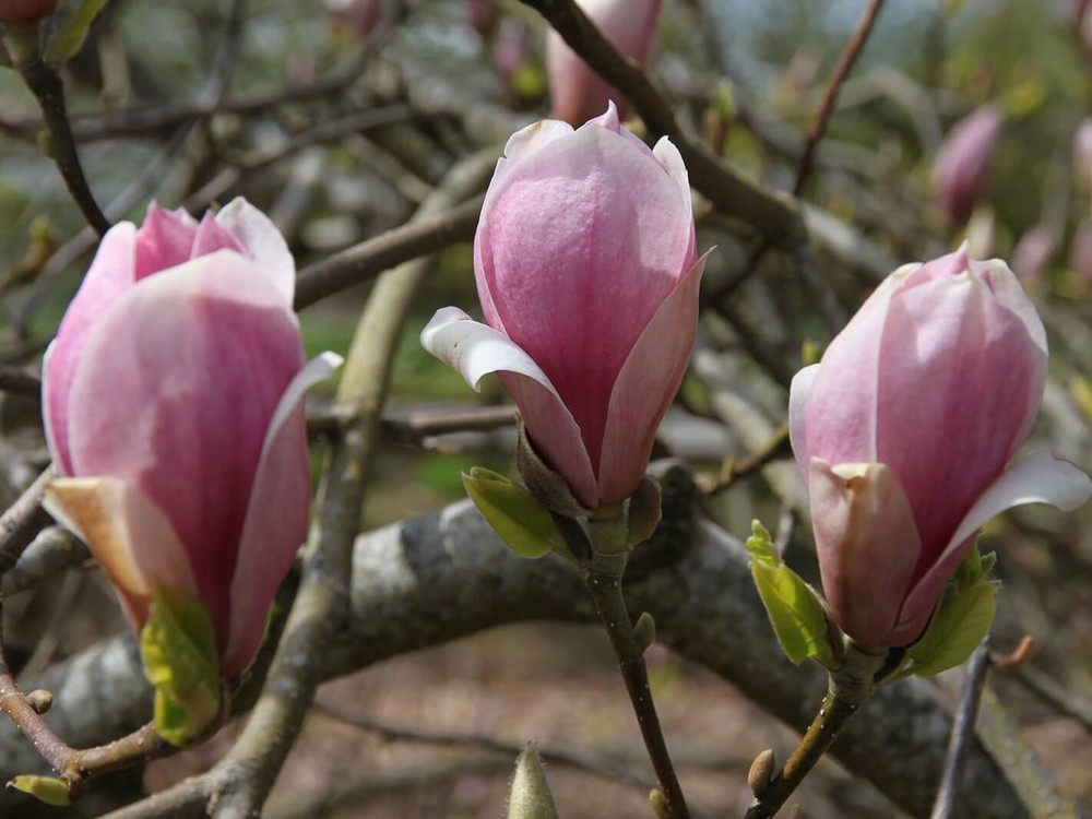 Saucer Magnolia Tree 4" pot