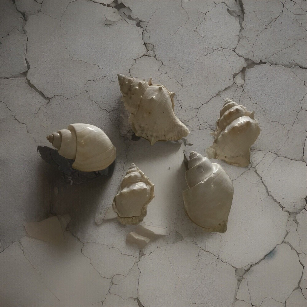 Decorative Shea Shell Mix