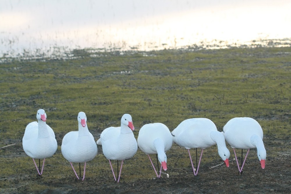 Full Body Snow Goose Decoys
