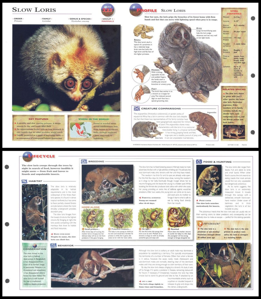 Fold-Out Sheet - Slow Loris - 225