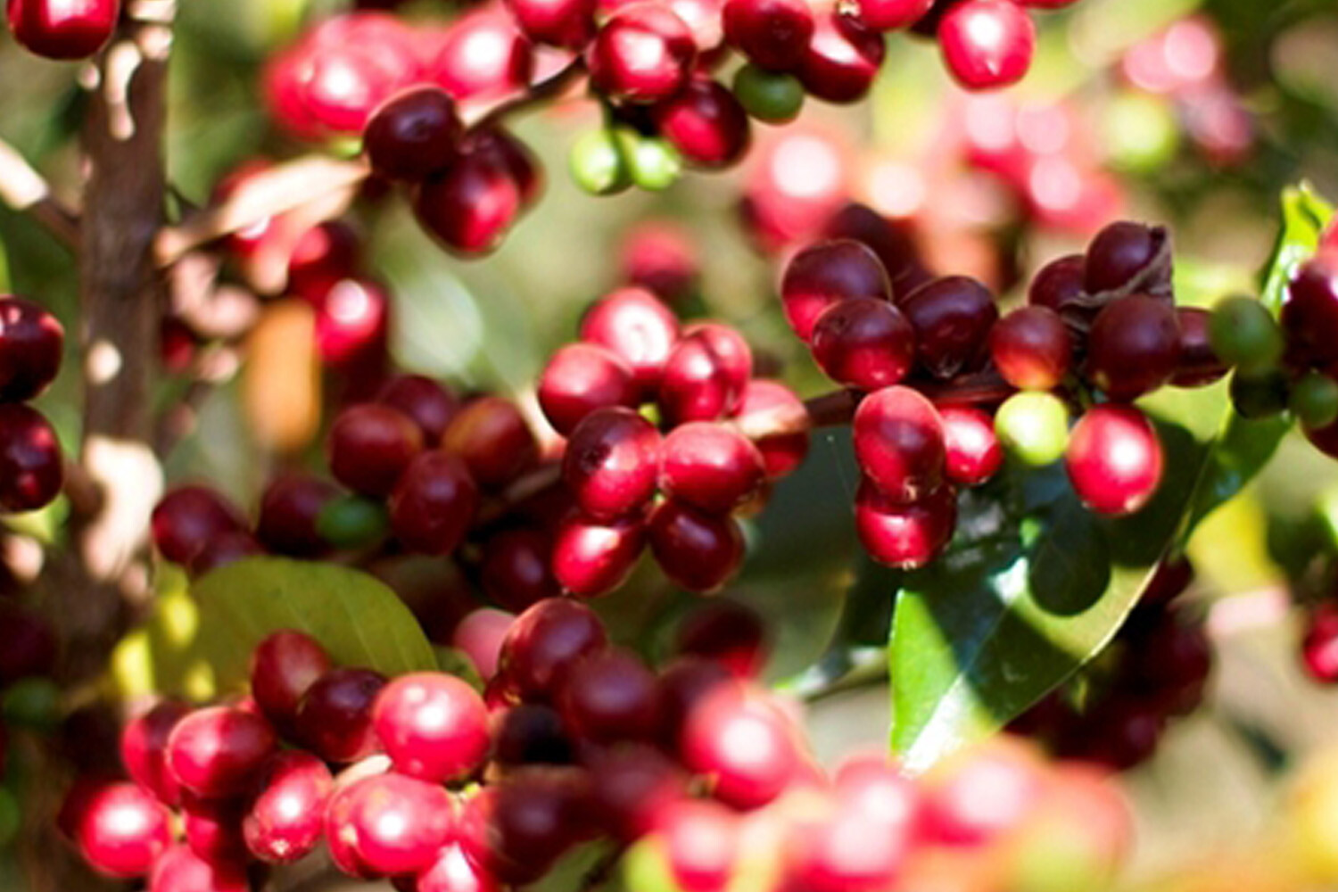 8oz/5lb - Kenya AA – Africa – Premium Fresh Roasted To Order Coffee