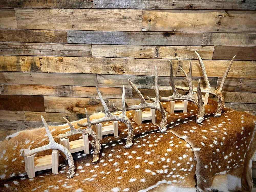 Small Table-Top Whitetail Deer Antlers - Choose Quantity