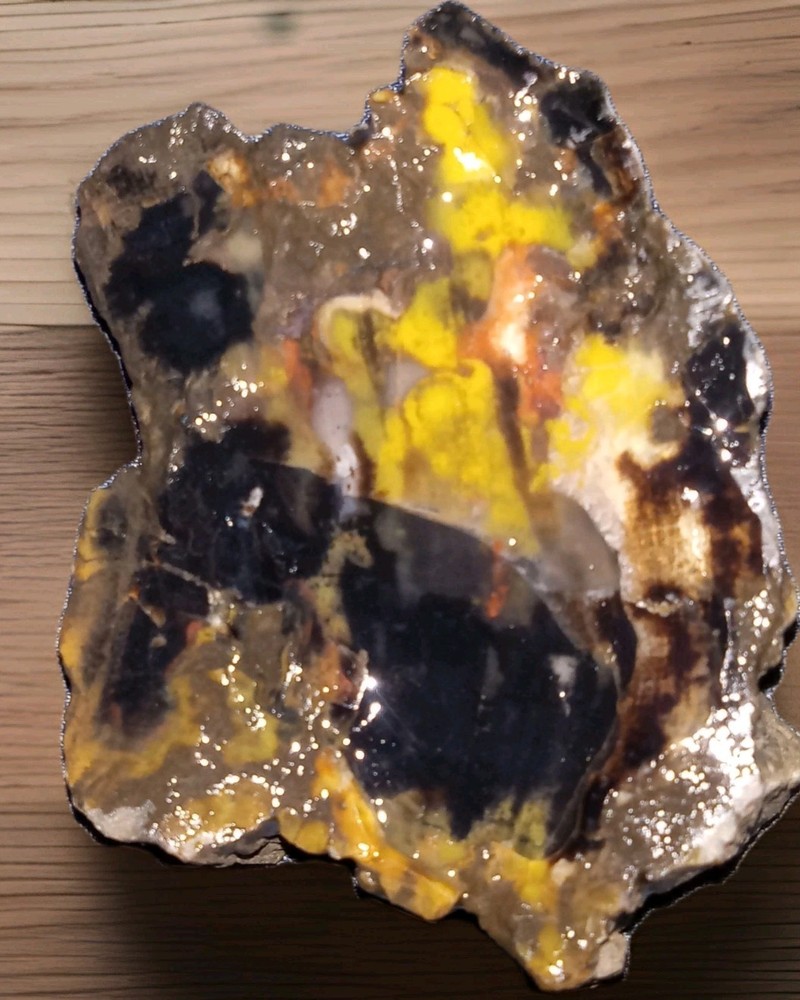 Dark Petrified Wood Rough 7 oz