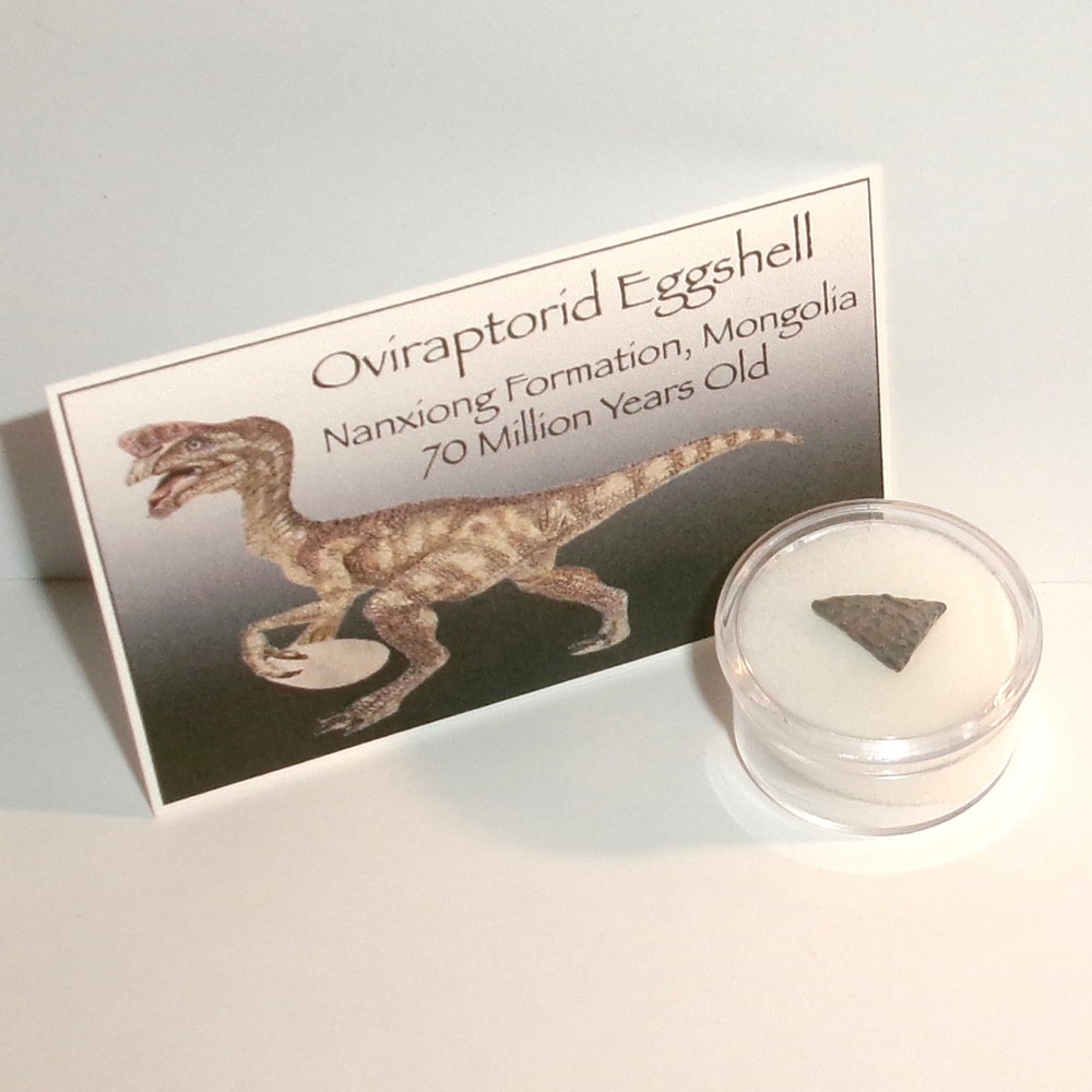 Authentic Raptor Dinosaur Eggshell with Acrylic Display Case, Info Card and COA