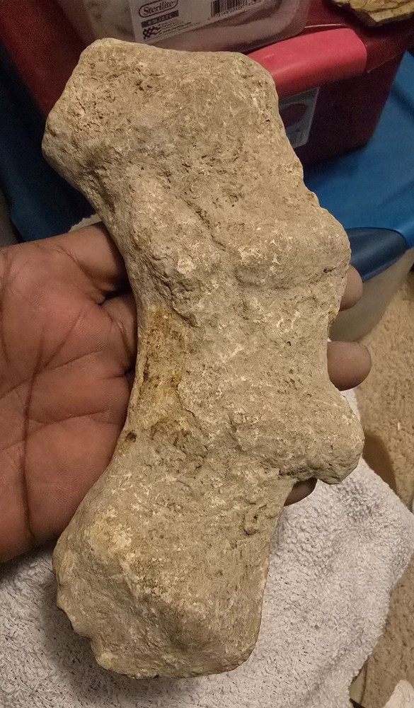 fossil mammal bones