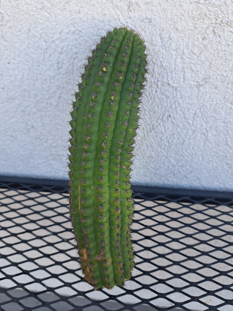 Cereus Brevispinulosus Cactus Cutting H8 ^426