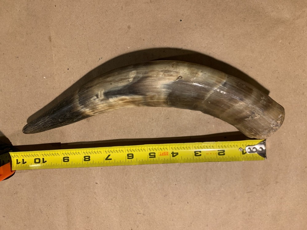Decorative Cow Horn