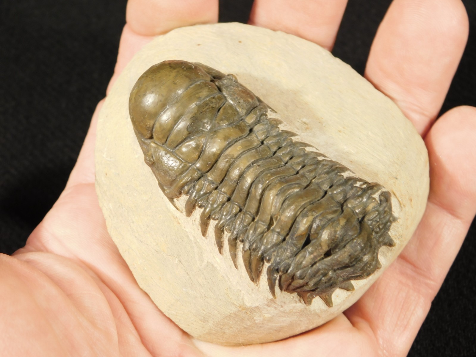 Larger! Crotalocephalina TRILOBITE Fossil 100% Natural Morocco 225gr
