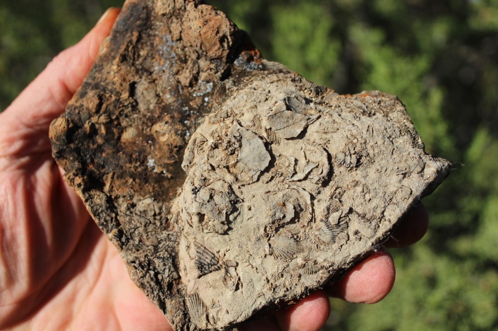 RARE Locality - Superb Display Specimen - Brachiopod/Shell Fossil - DEVONIAN