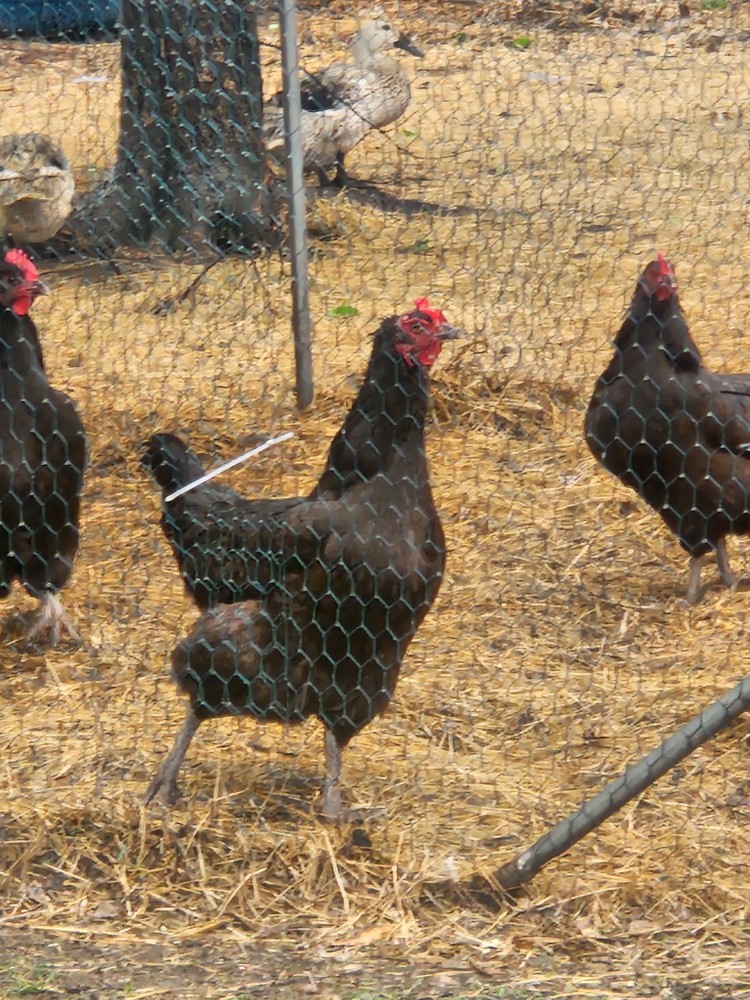 12 Black Austrolorp Hatching Eggs