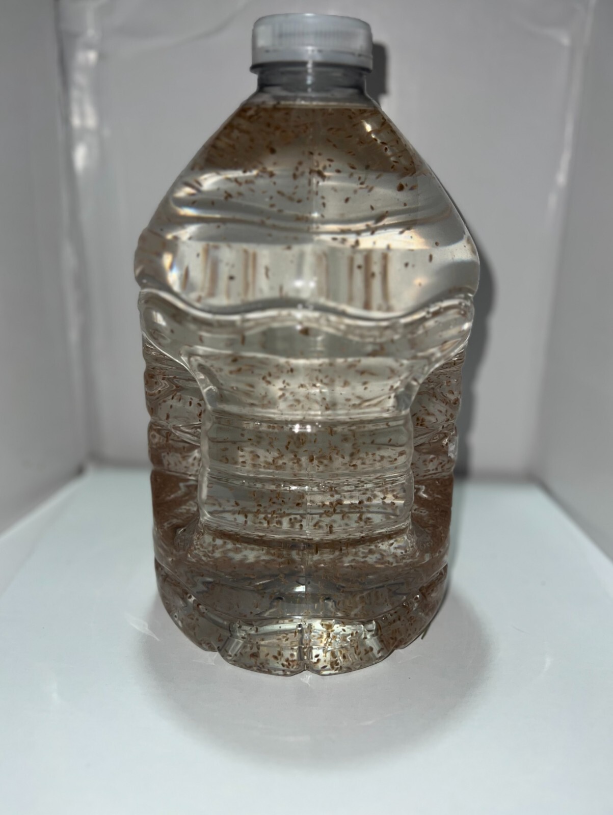 2500 Daphnia Magna (Clean Indoor Culture) Buy 2 get 1 free!