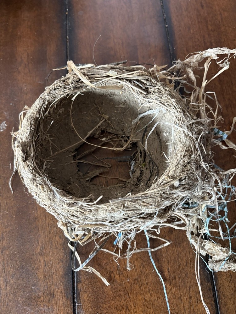 Sparrow Nest 🪹