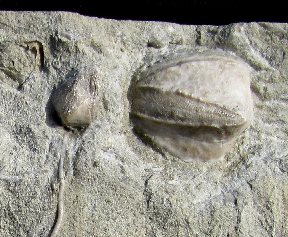 COOL BLASTOID FOSSIL PLATE, ONE VERY LARGE, ONE WITH LONG STEM AND BRACHIOLES!