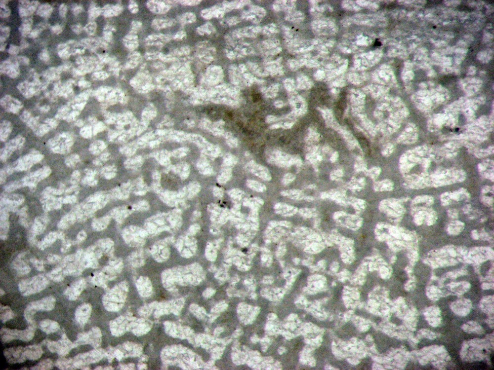 Fossil thin section Devonian Actinostroma stromatoporoid stromatopora 1/bid