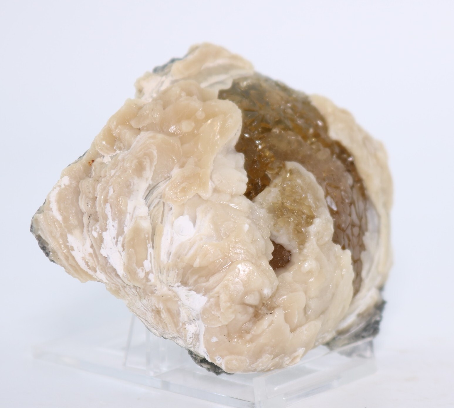 Fossil Clam & Golden Calcite 3.52" Mercanaria Rucks Pit Florida FL COA 6981