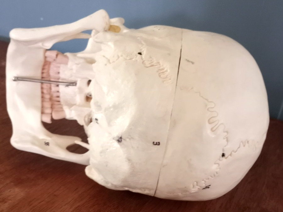 Anatomy - Human Skull lModel