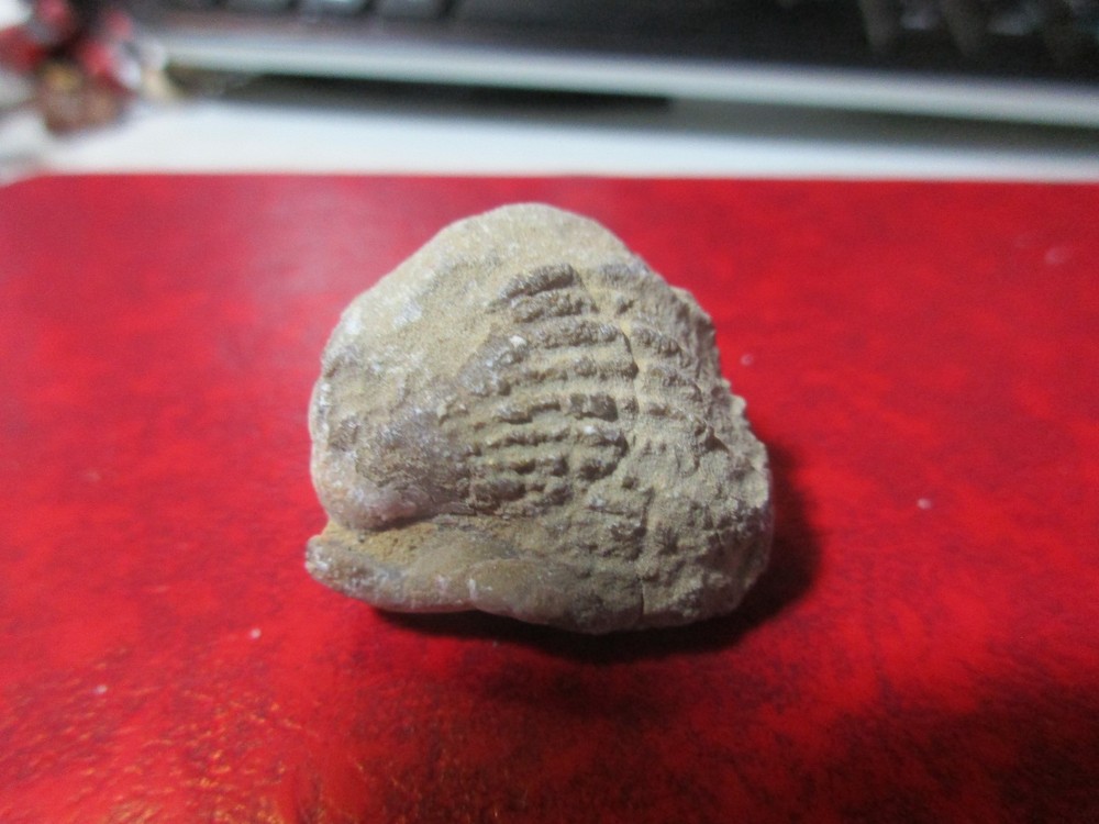 Brochiopod Fossil