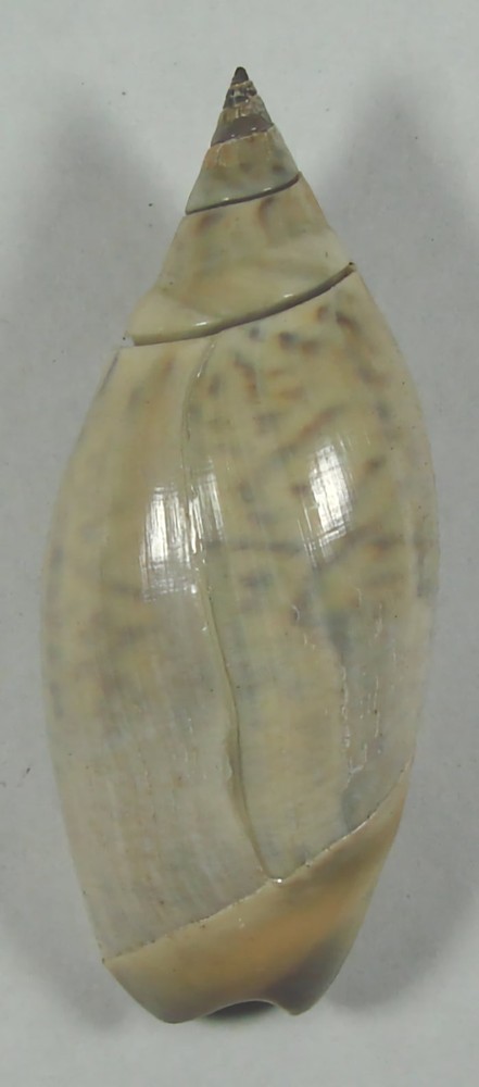 AGARONIA TESTACEA  43.27mm SUPER CHOICE SPECIMEN El Golfo de Santa Clara, Mexico