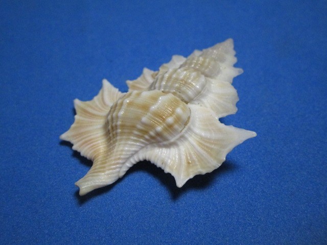 Biplex perca Perry, 1811 "MAPLE LEAF;GIANT! (48.0mm)