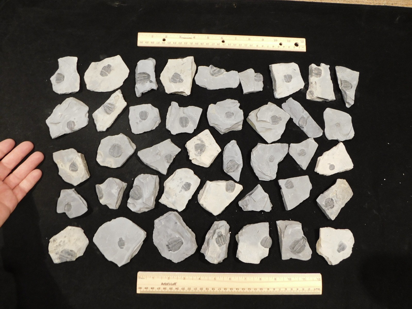 GIANT Lot of FORTY 100% Natural Elrathia TRILOBITE Fossils in Matrix Utah 2300gr