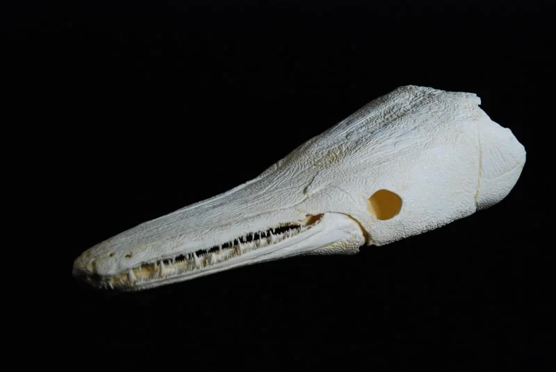 ALLIGATOR GAR SKULL REPLICA