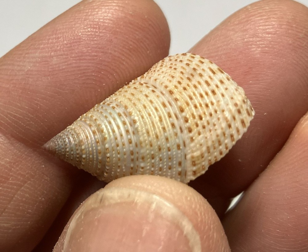 Calliostoma variegatum. Variable Topsnails. Two snails. Largest 20 mm